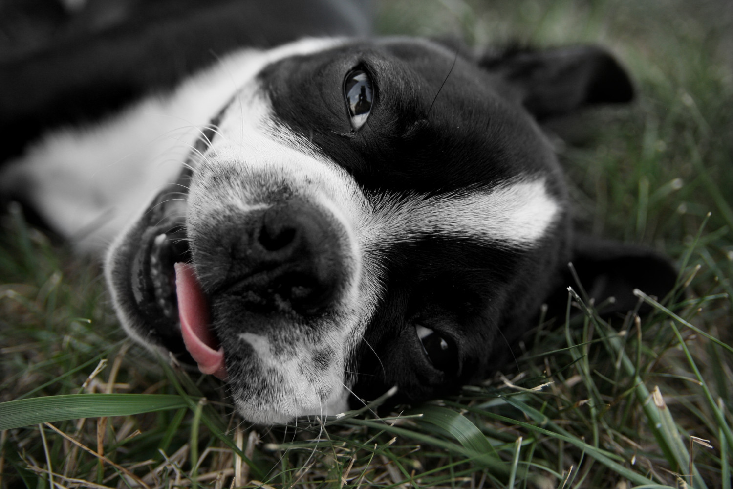 Photo of smiling dog with pet insurance article